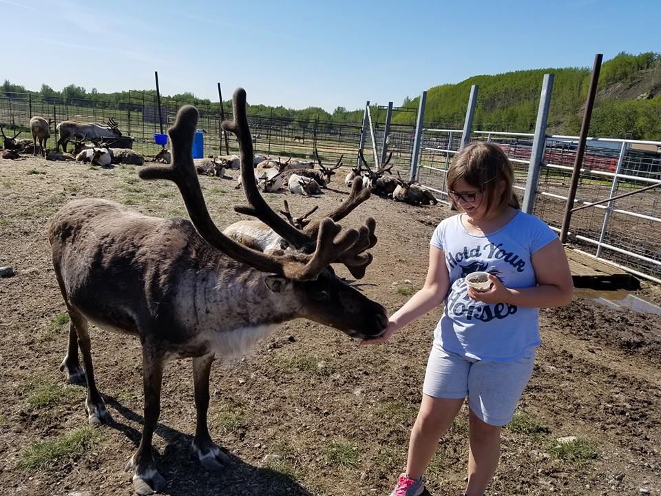 Feeding Reindeer