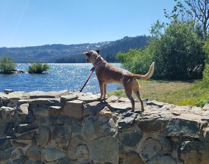 Dog at Gold Lake