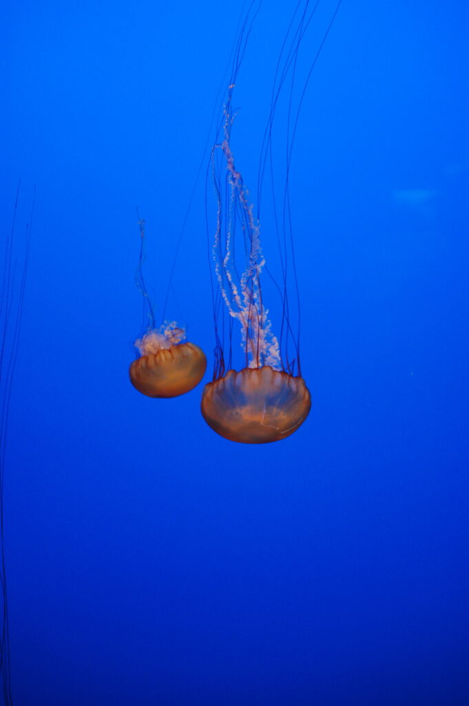 Monterey Bay Aquarium Jellyfish